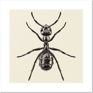 Drawing of an ant Posters and Art